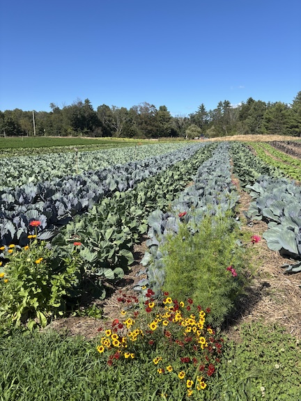Alprilla Farm cabbages