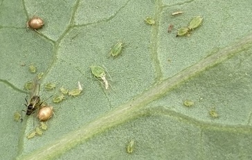 aphids