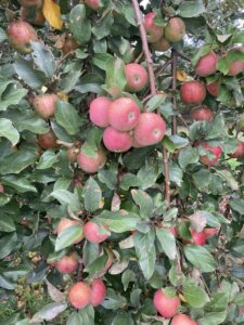 apples MOFGA farmhouse