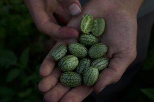Two hands hold out meloncumbers.