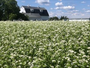 A field of white buckwheat blooms before a white farmhouse.