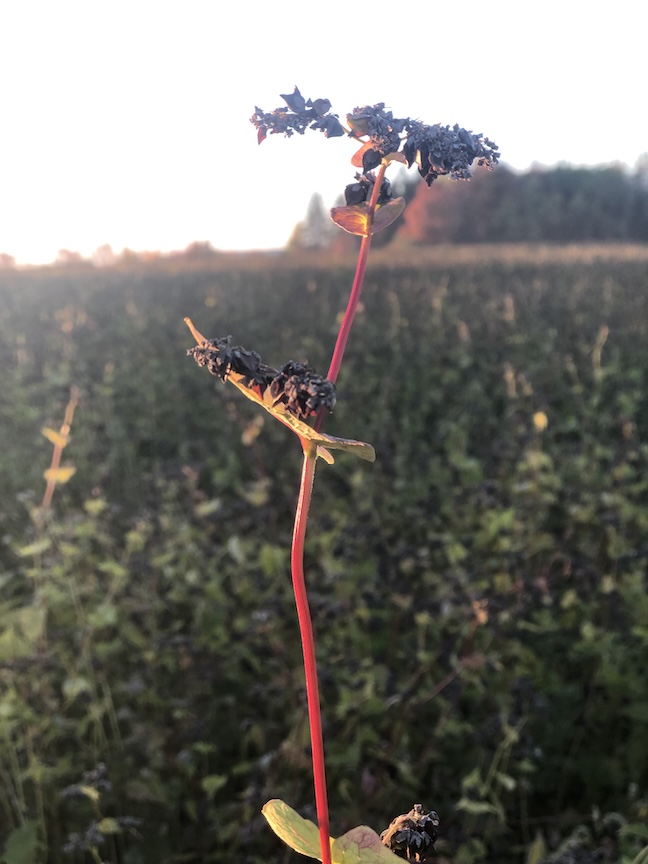 Buckwheat seedhead MOF&G only