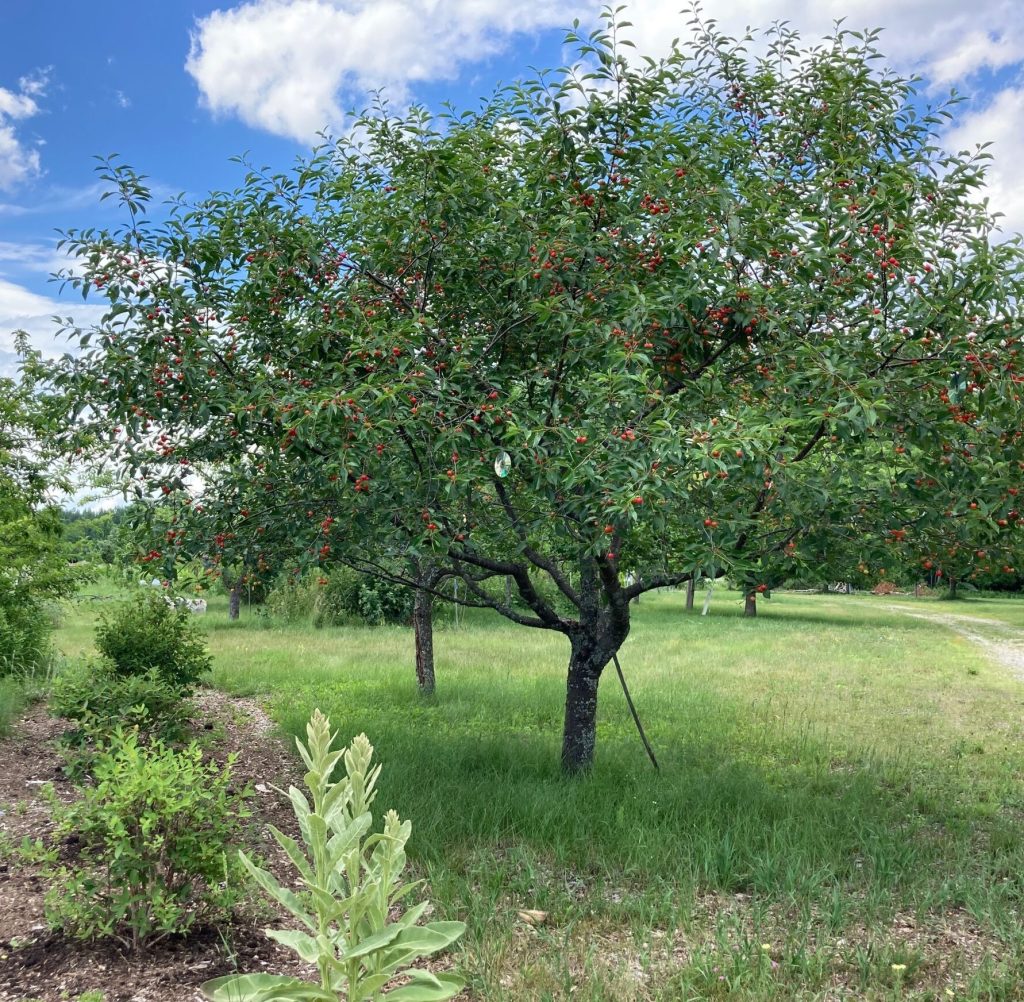 Cherry trees feature red cherries and green leaves in a small orchard