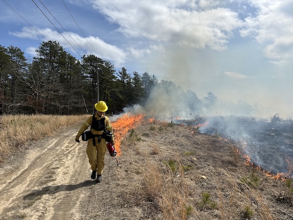 Elspeth Hay prescribed burn MOF&G only