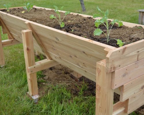 Four young kale plants are growing inside of a wooden raised garden bed