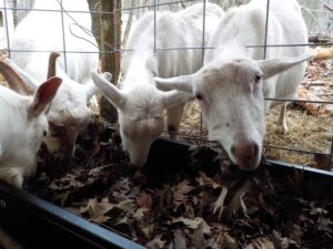 Four white goats reach their heads through cattle-stock fencing to eat leaf-silage out of a black feed trough.