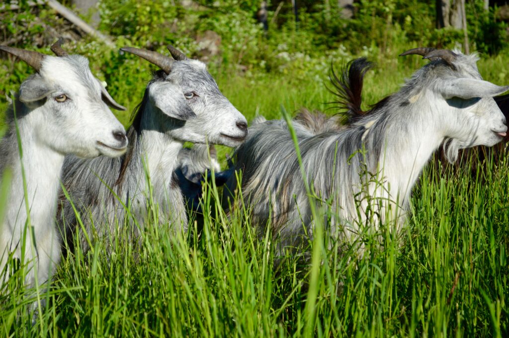 Three goats stand in tall grass
