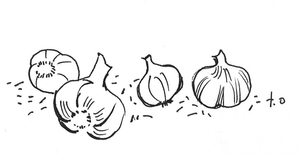 illustration of heads of garlic