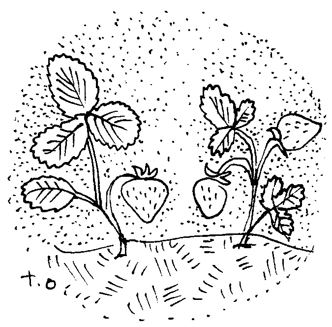 Illustration of strawberries