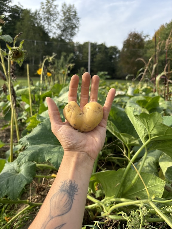 heart potato