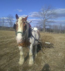 Helios-Horsepower-Farm-102-KB.jpg Helios Horsepower Farm 102 KB