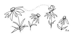 Illustration of Echinacea