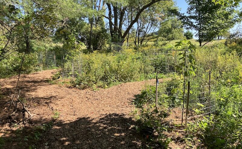 A wood chip path in a forest with caged trees.