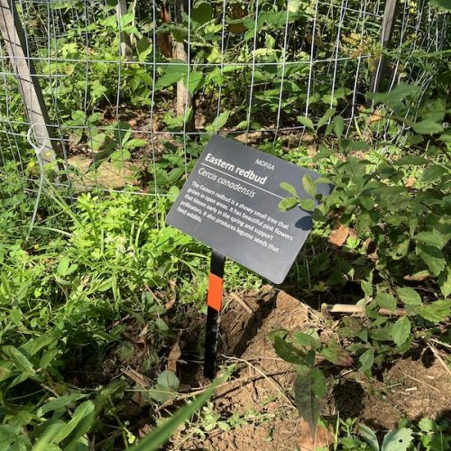 A sign identifying an Eastern Red Bud Tree