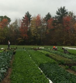 Wise Acres Farm – Brittany Hopkins (1) Wise Acres Farm - Brittany Hopkins (1)