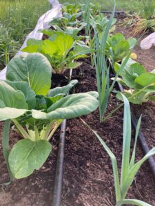 Vegetables grow in a garden, with row cover near the bed. / Verduras crecer en un jardín, con cubierta de fila al lado del lecho del jardín