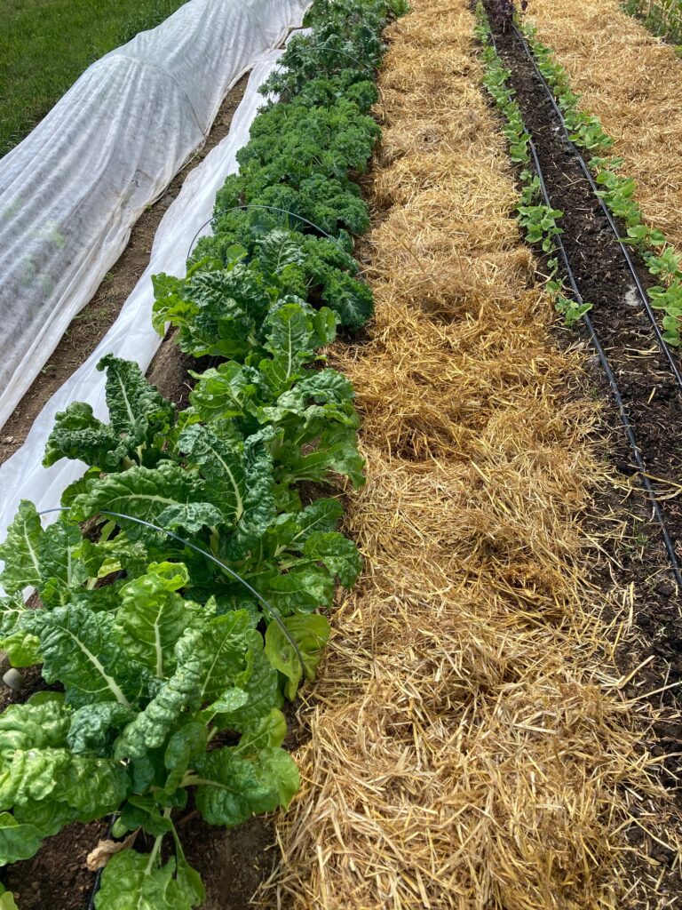 MOFGA garden swiss chard kale beans