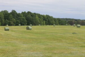 MOFGA hayfield