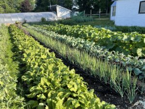 Tightly planted rows of carrots, peas, beets, onions, kale, and squash.