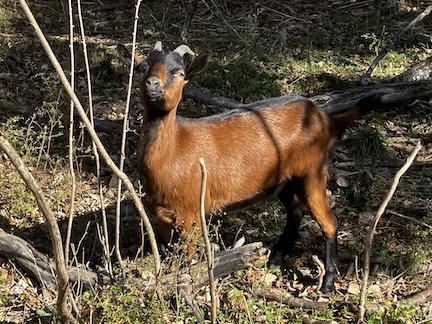 Oberhasli Goats