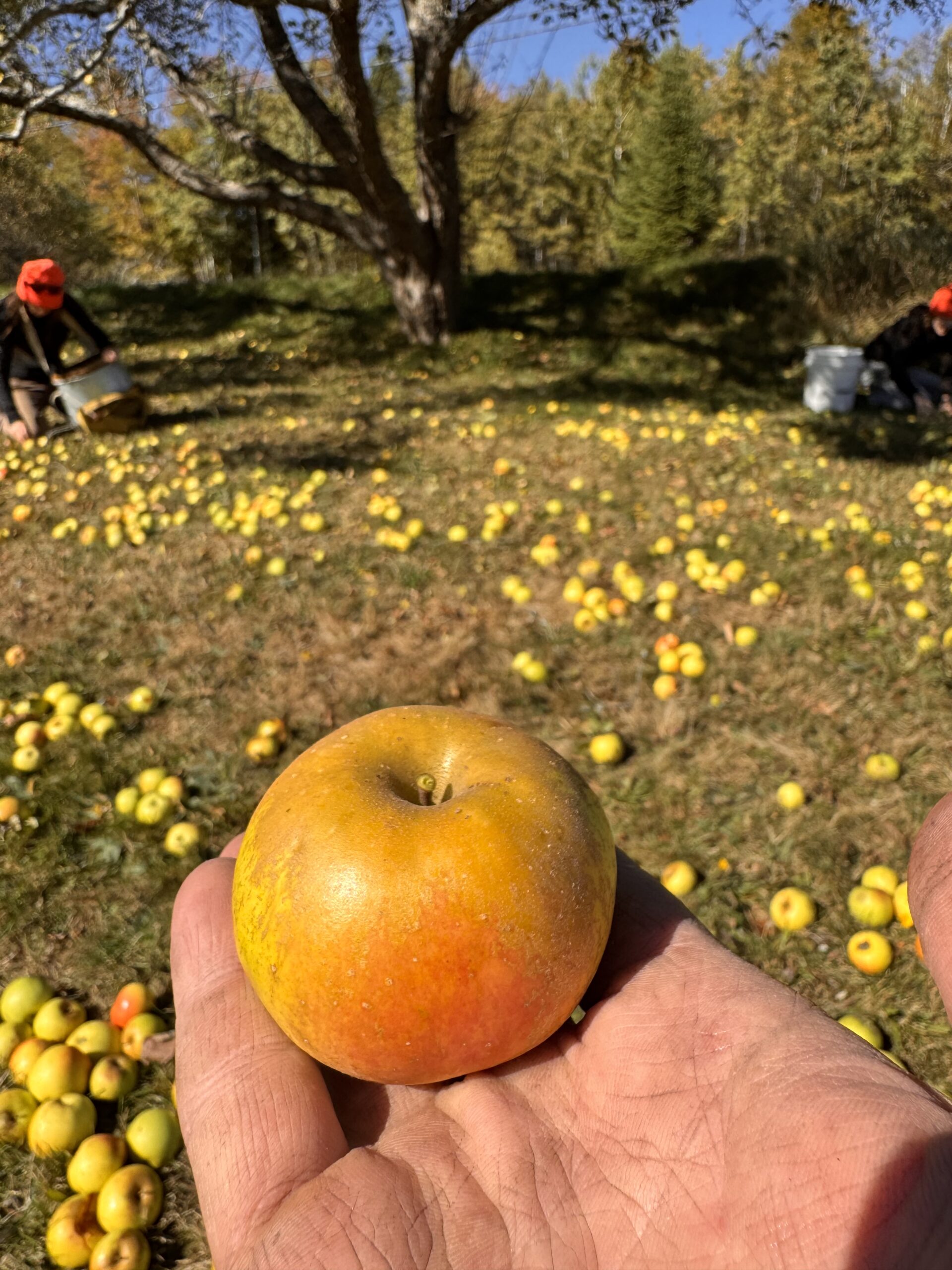 Picture of Farm (7)