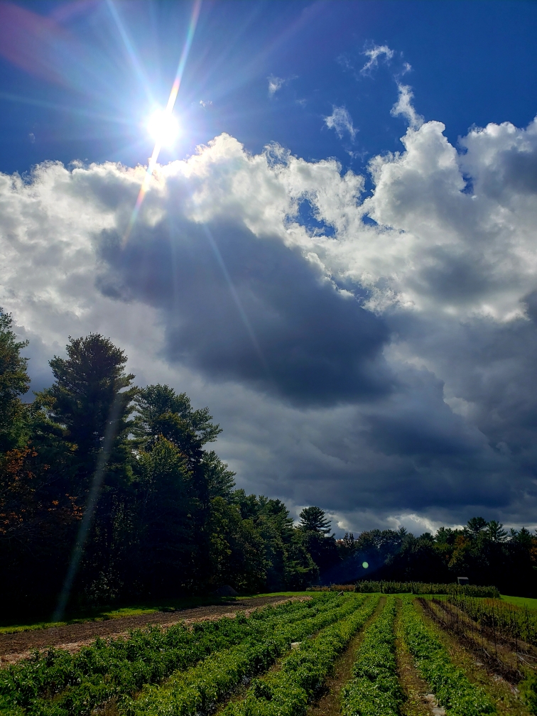 Picture of Farm (8)