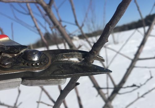 pruning for scionwood