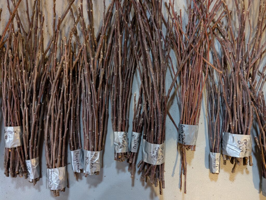 Bundles of scionwood are lined up on a table.