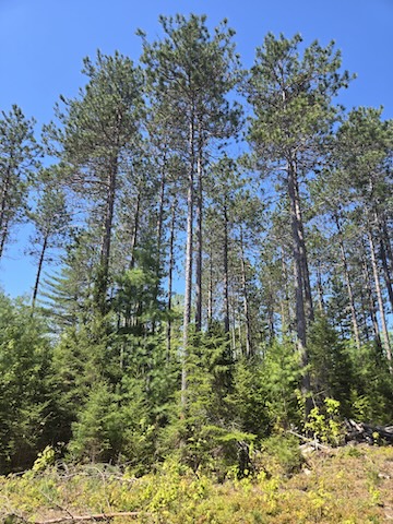 Red pine MOF&G only