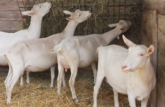 Saanan Goats