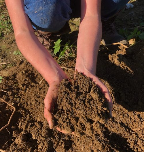 Soil cupped in hands