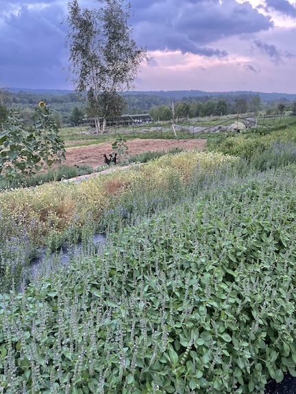 Tulsi field MOF&G only