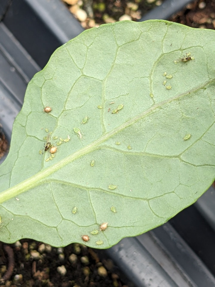 Two brown aphid %22mummies%22