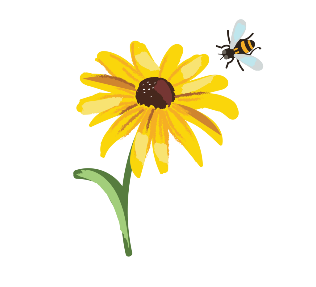 Black Eyed Susan