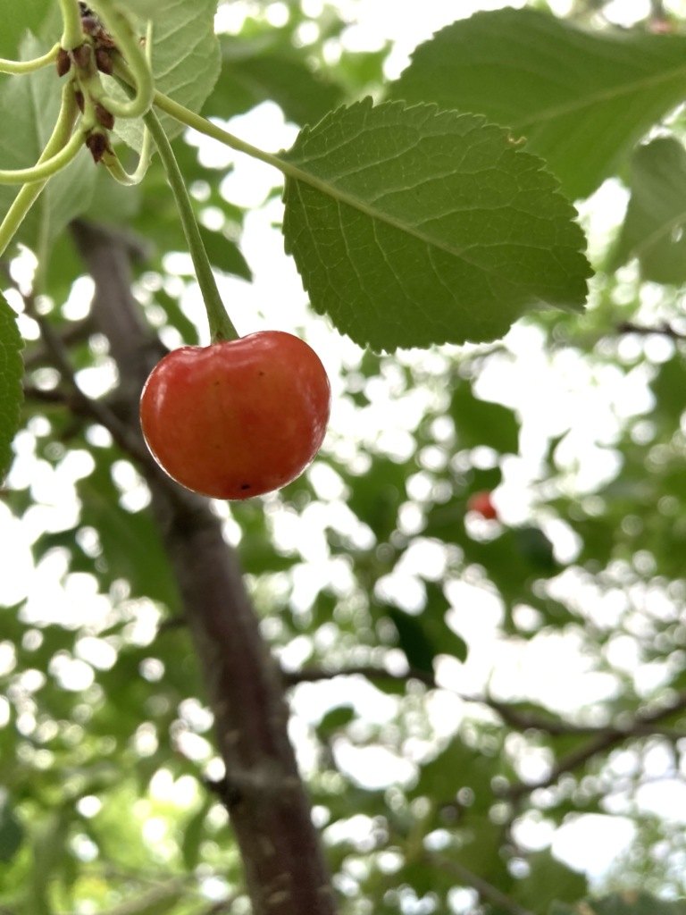 Cherry growing on a tree