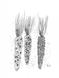 corn illustration