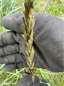 Two hands in black work gloves hold a maturing seed head of kernza, a perennial wheat.