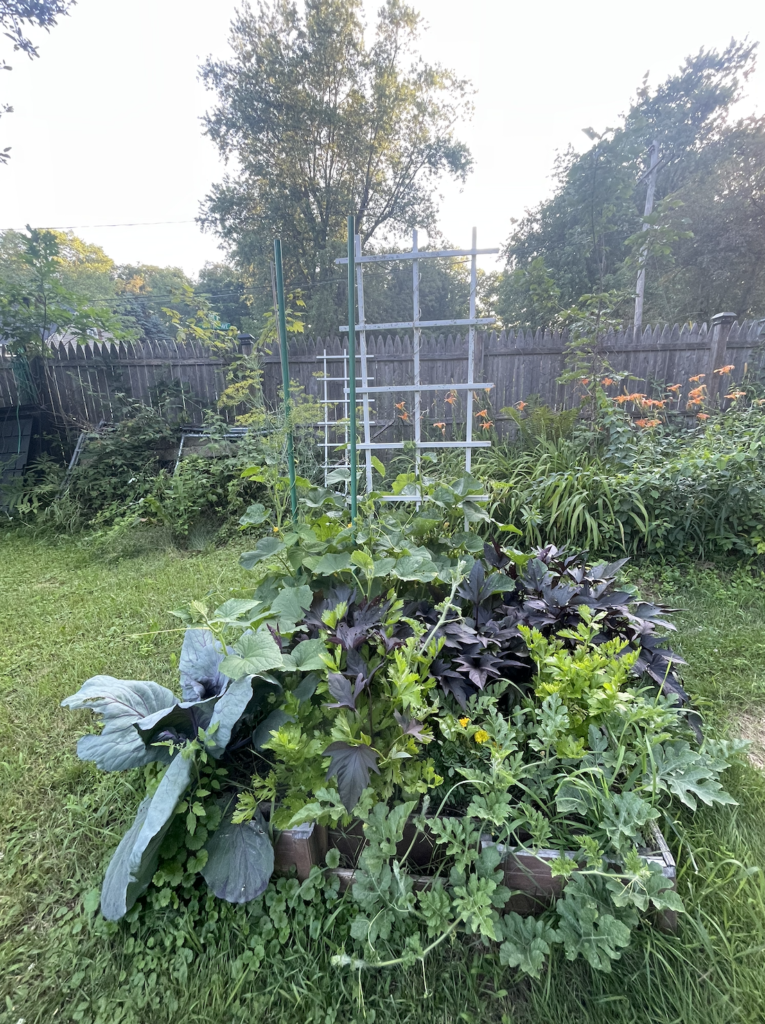 A raised bed featuring a variety of different annual vegetable and fruit plants